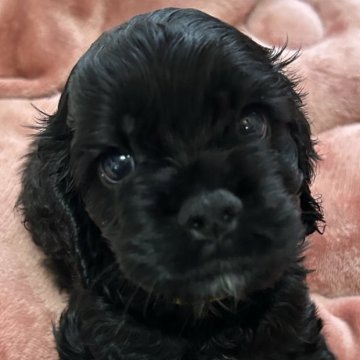 アメリカンコッカースパニエル【宮崎県・男の子・2025年10月3日・ブラック】の写真「元気いっぱいなイケメンBOY」