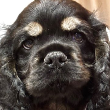 アメリカンコッカースパニエル【宮崎県・男の子・2025年10月3日・ブラック⭐︎タン】の写真「見学後にお迎え可能です☺️」