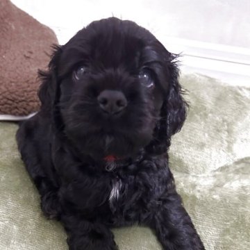 アメリカンコッカースパニエル【宮崎県・女の子・2025年10月3日・ブラック】の写真「小ぶりの可愛いgirl❤️」