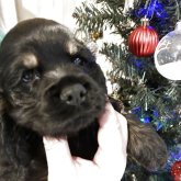 アメリカンコッカースパニエル