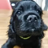 アメリカンコッカースパニエル【宮崎県・男の子・2025年10月3日・ブラック】の写真1「元気いっぱいな控えめBOY」