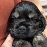 アメリカンコッカースパニエル