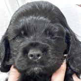 アメリカンコッカースパニエル