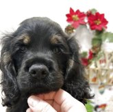 アメリカンコッカースパニエル