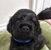 アメリカンコッカースパニエル