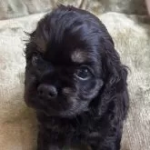 アメリカンコッカースパニエル