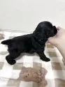 アメリカンコッカースパニエル【宮崎県・男の子・2025年10月3日・ブラック】の写真3