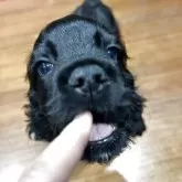 アメリカンコッカースパニエル【宮崎県・男の子・2025年10月3日・ブラック】の写真2「まつ毛が長い男の子❤️」