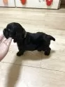 アメリカンコッカースパニエル【宮崎県・男の子・2025年10月3日・ブラック⭐︎タン】の写真2