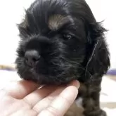 アメリカンコッカースパニエル【宮崎県・男の子・2025年10月3日・ブラック⭐︎タン】の写真4