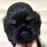 アメリカンコッカースパニエル【宮崎県・男の子・2025年10月3日・ブラック⭐︎タン】の写真5