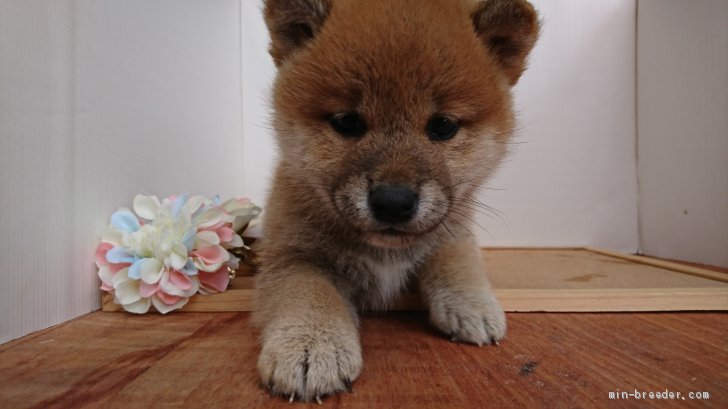 杉山　壽(すぎやま　ひさし)ブリーダー(神奈川県・柴犬など・JKC/日本犬保存会登録)の紹介写真1