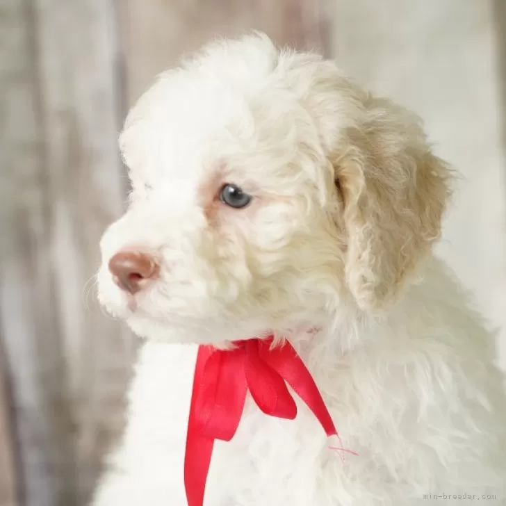 ID：2506-00598の子犬