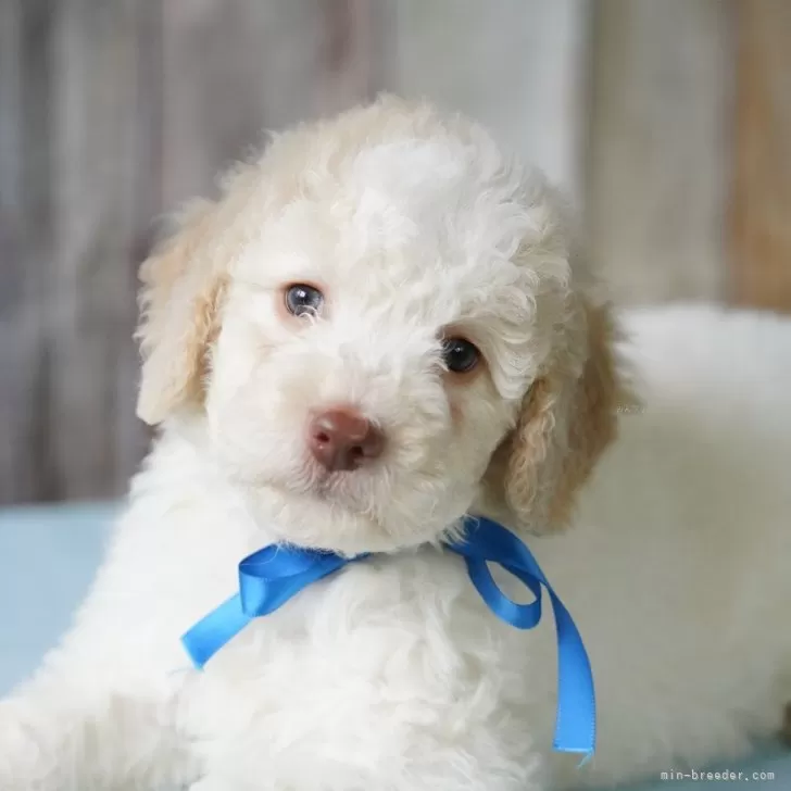ID：2506-00590の子犬