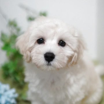 マルプー(トイプードル×マルチーズ)【神奈川県・男の子・2025年4月19日・クリーム】の写真「ふわふわ可愛い💖あまえんぼ♥️一緒に帰れます」