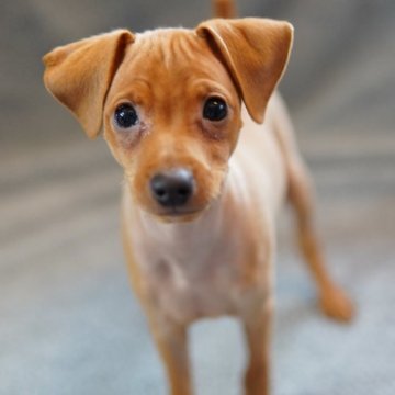 ミニチュアピンシャー【神奈川県・男の子・2024年12月15日・レッド】の写真「ころころハンサム君♪」