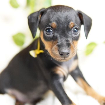 ミニチュアピンシャー【神奈川県・男の子・2024年12月15日・ブラック&タン】の写真「むっちりツヤツヤ💛」