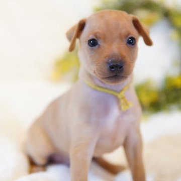 ミニチュアピンシャー【神奈川県・男の子・2025年10月3日・レッド】の写真「コロコロ💖元気な子」