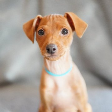 ミニチュアピンシャー【神奈川県・男の子・2025年10月3日・レッド】の写真「むっちりマイペース💖ミニピンカレンダーモデル」