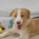 ボーダーコリー