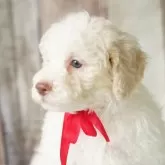 ロマーニャ・ウォーター・ドッグ