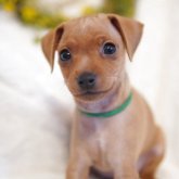 ミニチュアピンシャー