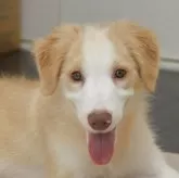 ボーダーコリー