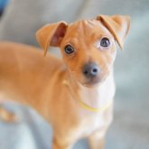 ミニチュアピンシャー