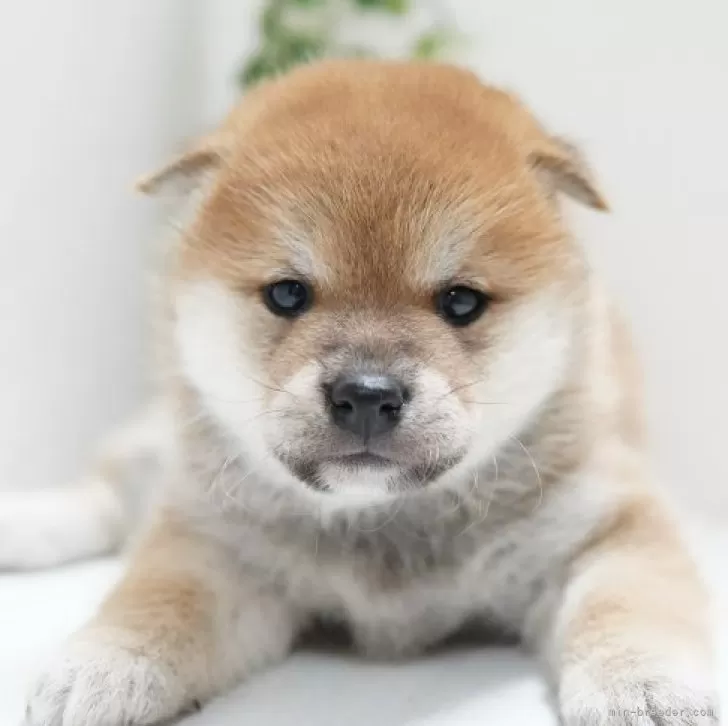 ID:2312-03348の子犬