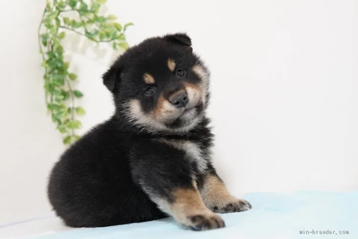 ID：2102-01912の子犬