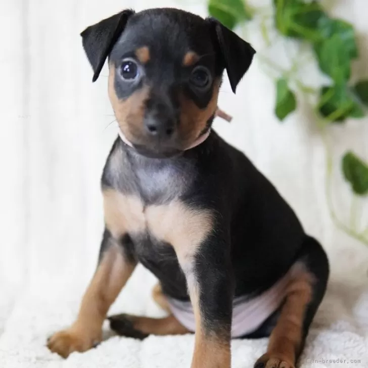 ID：2406-05137の子犬