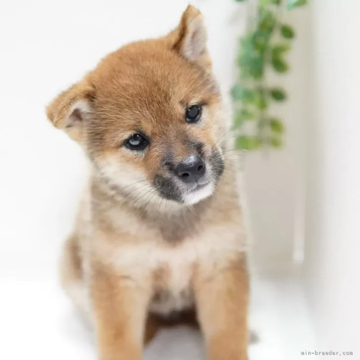 ID：2408-02715の子犬