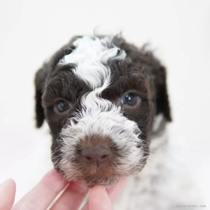 ID：2402-01242の子犬