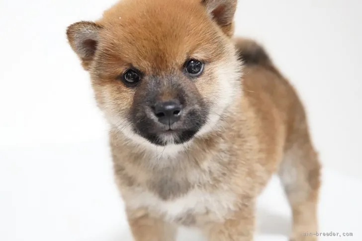 ID：2111-03149の子犬