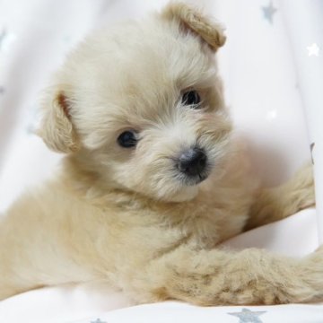 スピプー(スピッツ×トイプードル)【神奈川県・女の子・2023年5月13日・クリーム】の写真「★☆６/25迄期間限定掲載☆★」