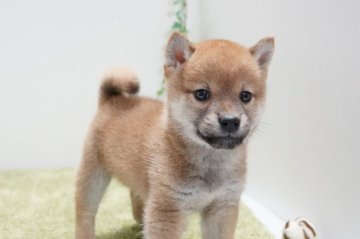 柴犬(標準サイズ)【神奈川県・男の子・2021年9月4日・赤】の写真「小ぶりで甘えんぼ君」