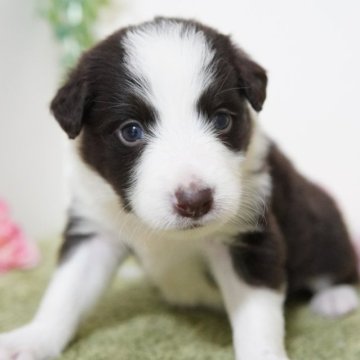 ボーダーコリー【神奈川県・女の子・2024年4月9日・チョコレート&ホワイト】の写真「フルカラーの美犬さん💛」