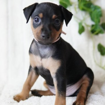 ミニチュアピンシャー【神奈川県・女の子・2024年5月21日・ブラック&タン】の写真「むっちりキュート💛」