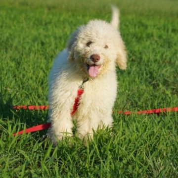 ロマーニャ・ウォーター・ドッグ【神奈川県・男の子・2023年5月25日・ホワイト&オレンジ】の写真「希少なロマーニャ/ラゴット☆価格はご相談ください☆」