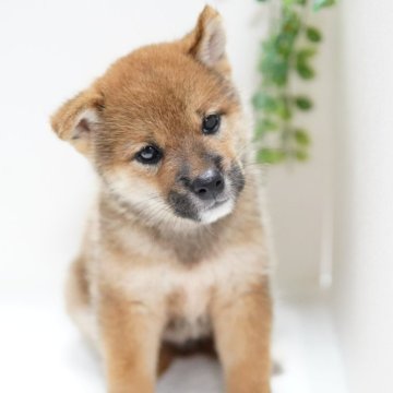 柴犬(標準サイズ)【神奈川県・男の子・2024年6月30日・赤】の写真「将来が楽しみな子💛」