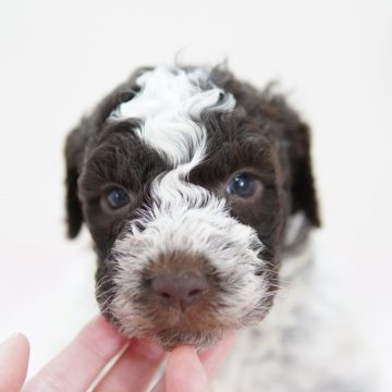 ロマーニャ・ウォーター・ドッグ【神奈川県・女の子・2024年1月14日・ブラウンローン】の写真「優しいお顔の可愛い子💛④」