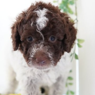 ロマーニャ・ウォーター・ドッグ【神奈川県・男の子・2023年5月25日・ブラウンローン】の写真「希少なロマーニャ」