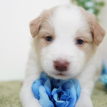 ボーダーコリー【神奈川県・男の子・2024年4月9日・ウィートン&ホワイト】の写真「フルカラーの可愛い子」