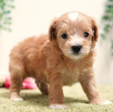 マルプー(タイニープードル×マルチーズ)【神奈川県・男の子・2023年7月5日・レッド&ホワイト】の写真「クリクリもこもこちゃん♪パパはタイニー💛」