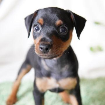 ミニチュアピンシャー【神奈川県・男の子・2022年5月29日・ブラックタン】の写真「むっちりツヤツヤ♪」