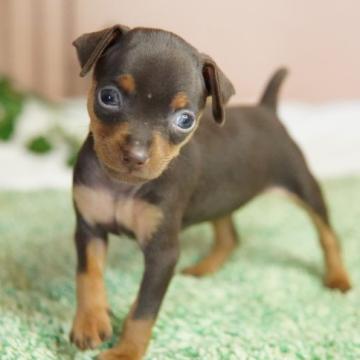 ミニチュアピンシャー【神奈川県・女の子・2022年5月29日・チョコレートタン】の写真「むっちりツヤツヤ♪」