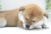 柴犬(標準サイズ)【神奈川県・女の子・2023年10月29日・赤】の写真5