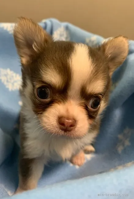 ID：2105-01409の子犬