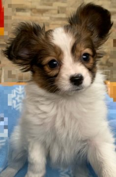 パピヨン【岡山県・女の子・2021年11月30日・ブラウン&ホワイト】の写真「とっても綺麗な女の子💕」