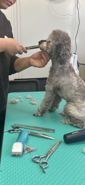 トリミングしてます！｜大海　友美(だいかい　ともみ)ブリーダー(大分県・トイプードルなど・JKC登録)の紹介写真4